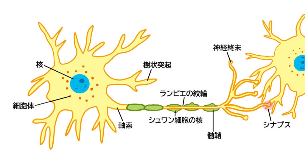 ニューロンのネットワーク