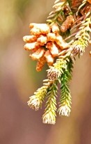 上が雄花（おばな）、下が雌花（めばな）