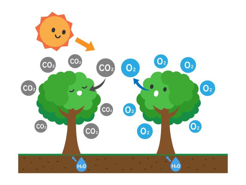 光合成の仕組み図 太陽 水 二酸化炭素から酸素と栄養ができる流れ