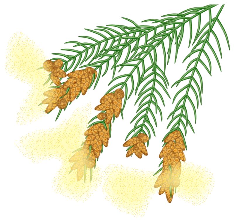 〔雄花（おばな）（雄しべだけを持つ花）〕