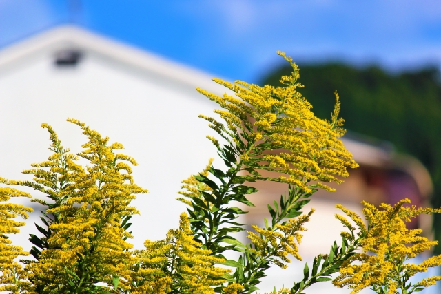 ブタクサの画像