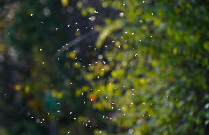 蚊とユスリカの違い 比較画像 刺す虫 見分け方