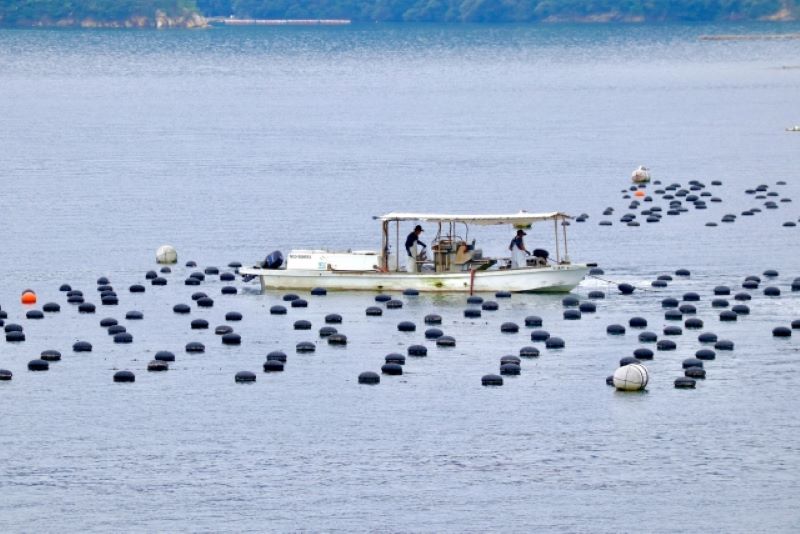 真珠を養殖している様子