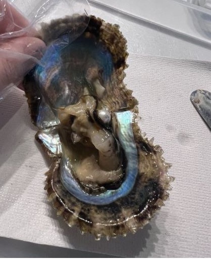 主に海に生息する二枚貝（アコヤガイなど）によって作られている