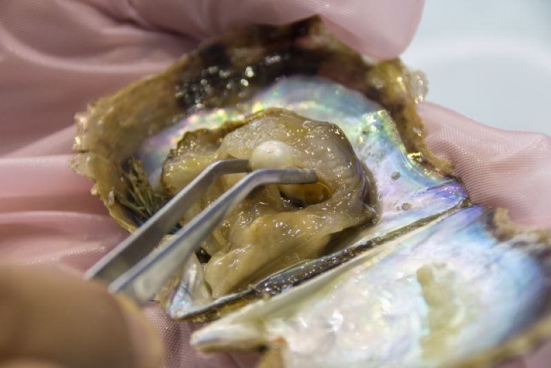 貝から真珠を取り出している