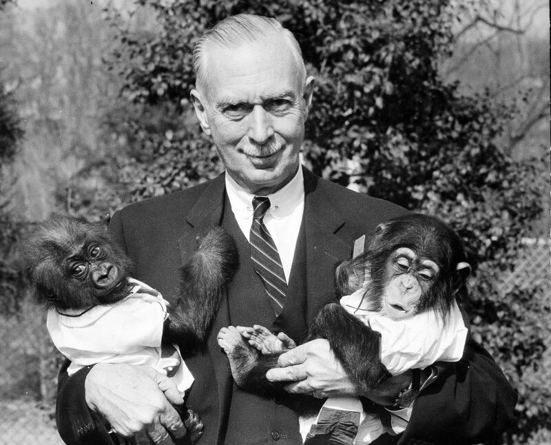 言語の起源と人類の進化を示したイメージ図