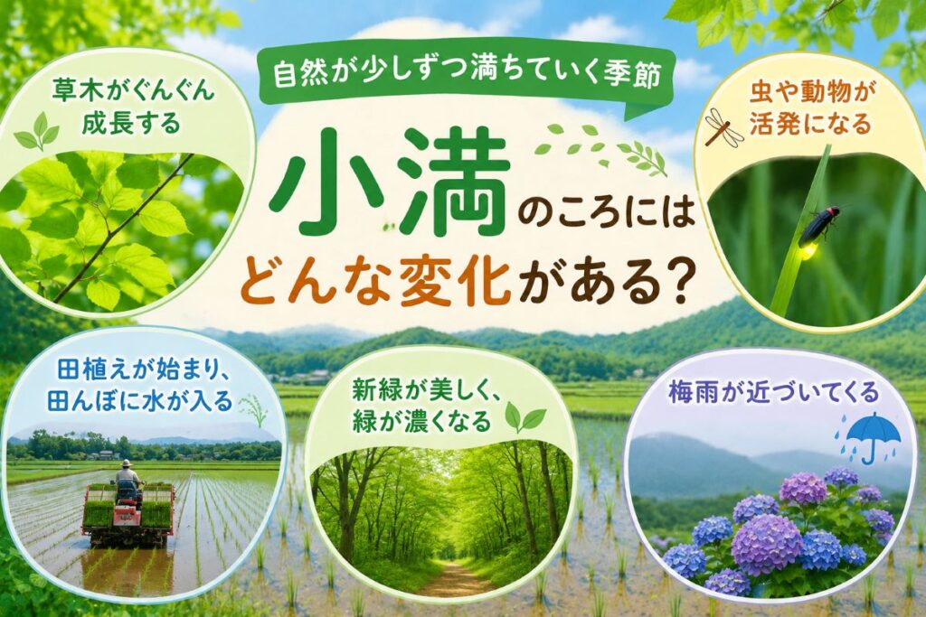 二十四節気の小満のころに起こる自然の変化を解説する画像。草木の成長、田植え、新緑、虫や動物の活発化、梅雨の訪れをわかりやすく紹介。